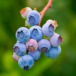 Čučoriedka kanadská (Vaccinium corymbosum) ´DARROW´ – neskorá 30-60cm, kont. C1L